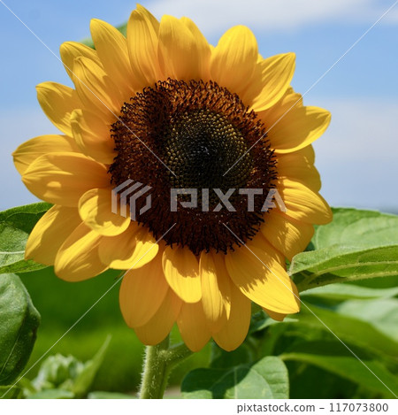 Beautiful, vibrant and lively sunflowers and blue sky close-up Beautiful, vibrant and lively sunflowers and blue sky close-up 117073800