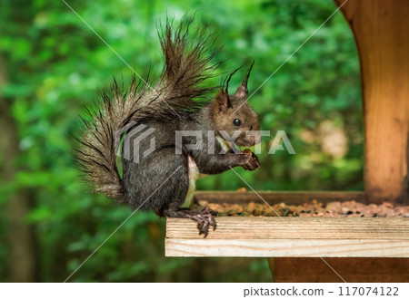 The Japanese squirrel (Sciurus lis) or tree squirrel eating seeds in the feeder in the forest 117074122