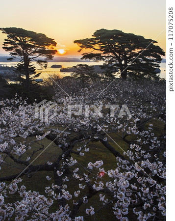 從西行松公園眺望松島灣,櫻花盛開。 從西行松公園眺望松島灣,櫻花盛開。 117075208