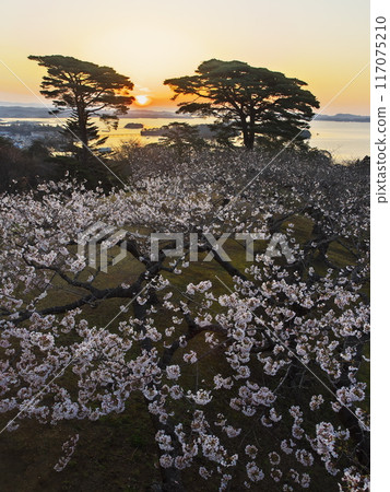 從西行松公園眺望松島灣,櫻花盛開。 從西行松公園眺望松島灣,櫻花盛開。 117075210