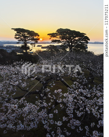 從西行松公園眺望松島灣,櫻花盛開。 從西行松公園眺望松島灣,櫻花盛開。 117075211