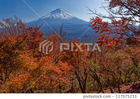 Mt. Fuji and autumn leaves seen from Koyodai 117075233
