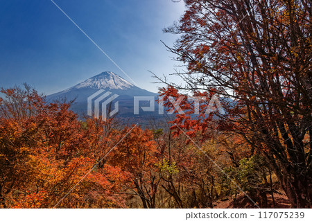 Mt. Fuji and autumn leaves seen from Koyodai 117075239