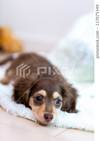 Kaninhen 臘腸犬幼犬 117075349