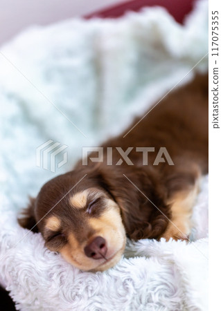 Kaninhen Dachshund Puppies Kaninhen Dachshund Puppies 117075355