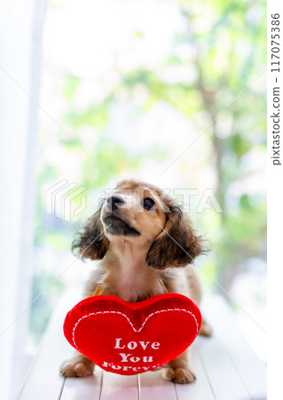 Kaninhen Dachshund Puppies 117075386
