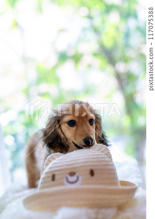 Kaninhen Dachshund Puppies 117075388