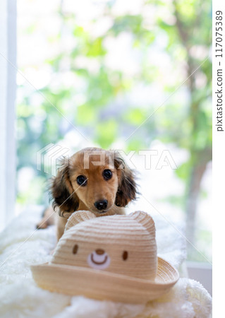 Kaninhen 臘腸犬幼犬 117075389
