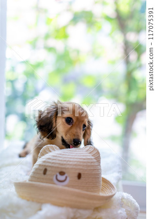 Kaninhen 臘腸犬幼犬 117075391