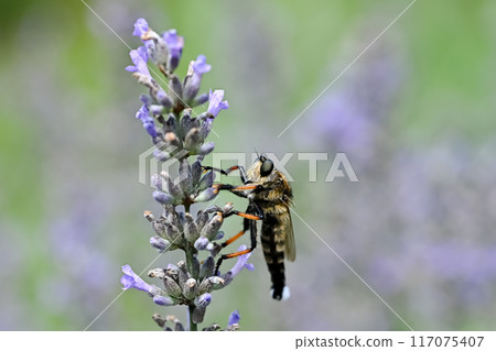 Shioyaabu Shioyaabu 117075407