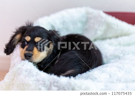 Kaninhen 臘腸犬幼犬 117075435