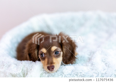 Kaninhen 臘腸犬幼犬 117075436