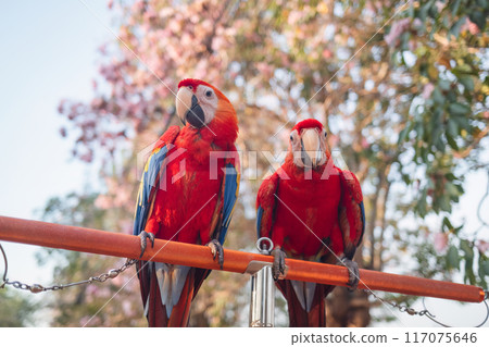 Red Scarlet Macaws perching on rail in garden Red Scarlet Macaws perching on rail in garden 117075646