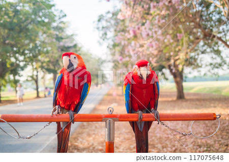 Red Scarlet Macaws perching on rail in garden Red Scarlet Macaws perching on rail in garden 117075648