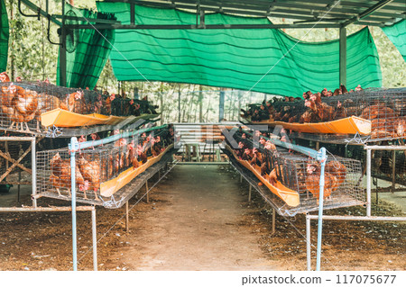 Chicken poultry farming for meat and eggs production in cage 117075677