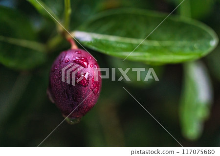 Red ripe fruit, Bengal Currants, Koronda, Carissa carandas L, Apocynaceae tree growing and blooming in tropical garden Red ripe fruit, Bengal Currants, Koronda, Carissa carandas L, Apocynaceae tree growing and blooming in tropical garden 117075680