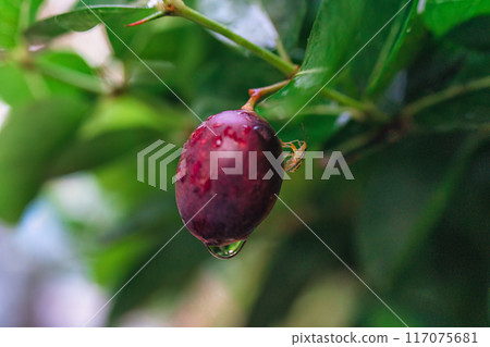 Red ripe fruit, Bengal Currants, Koronda, Carissa carandas L, Apocynaceae tree growing and blooming in tropical garden Red ripe fruit, Bengal Currants, Koronda, Carissa carandas L, Apocynaceae tree growing and blooming in tropical garden 117075681