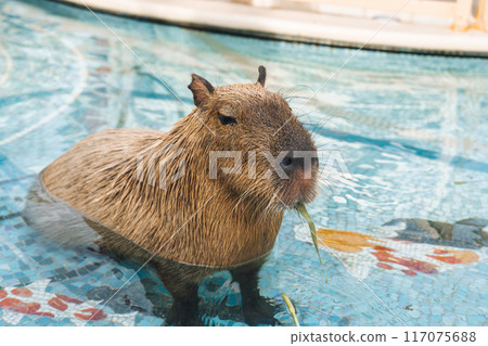 Capybara is the largest rodent sitting in the pool 117075688