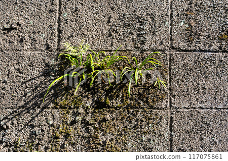 outer wall of block 117075861