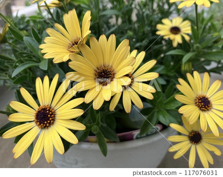 Yellow flower Dimorphotheca in full bloom Yellow flower Dimorphotheca in full bloom 117076031