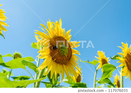 Summer blue sky and sunflowers in full bloom 117076035