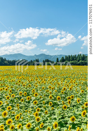 夏天的藍天和盛開的向日葵 夏天的藍天和盛開的向日葵 117076051