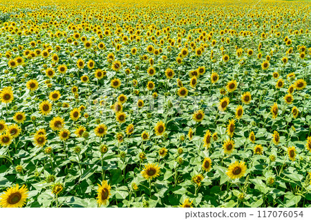 夏天的藍天和盛開的向日葵 117076054