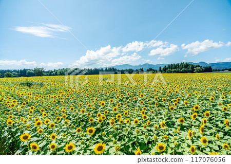 Summer blue sky and sunflowers in full bloom 117076056
