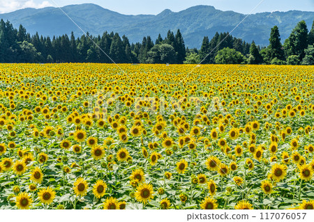 Summer blue sky and sunflowers in full bloom 117076057