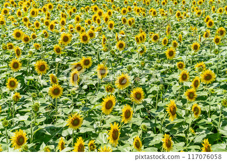 Summer blue sky and sunflowers in full bloom Summer blue sky and sunflowers in full bloom 117076058