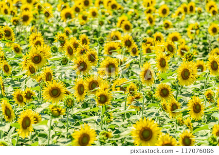 Summer blue sky and sunflowers in full bloom 117076086