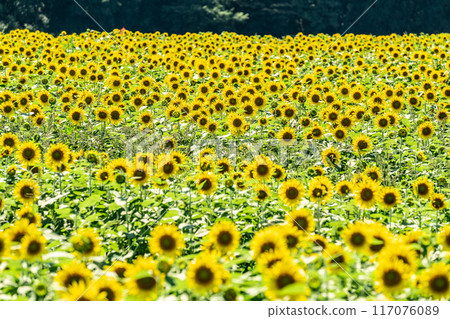Summer blue sky and sunflowers in full bloom 117076089