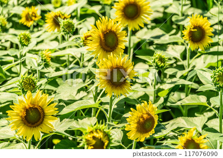 Summer blue sky and sunflowers in full bloom 117076090