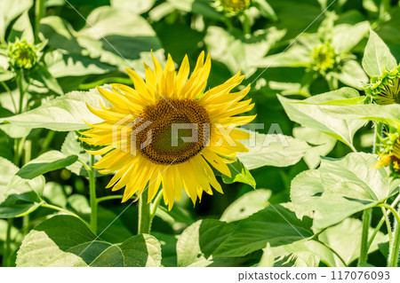Summer blue sky and sunflowers in full bloom 117076093