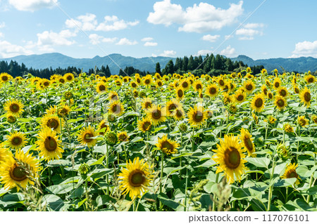 夏天的藍天和盛開的向日葵 夏天的藍天和盛開的向日葵 117076101