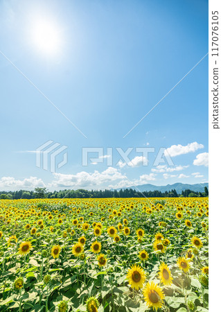 夏天的藍天和盛開的向日葵 117076105