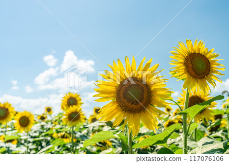 夏天的藍天和盛開的向日葵 夏天的藍天和盛開的向日葵 117076106