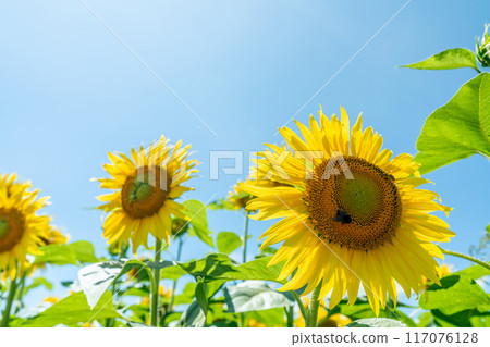 Summer blue sky and sunflowers in full bloom 117076128