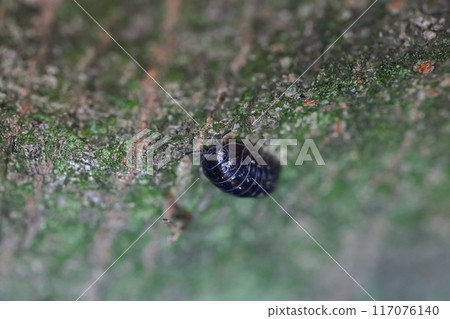 Dango rubber 117076140