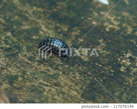 丹高橡膠 117076146