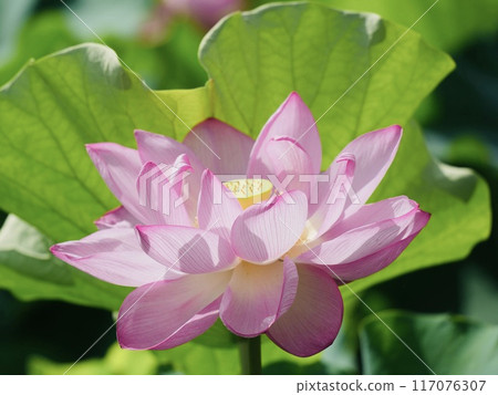 Beautiful pink lotus flower landscape close-up Beautiful pink lotus flower landscape close-up 117076307