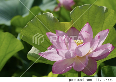 風景與美麗的粉紅色蓮花關閉 風景與美麗的粉紅色蓮花關閉 117076330