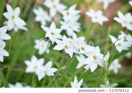 IPHEION蘆 117076412