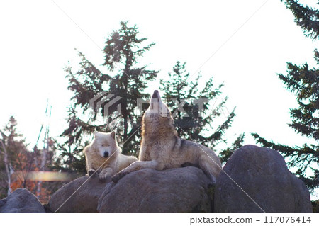 Timber wolves howling at dusk 117076414