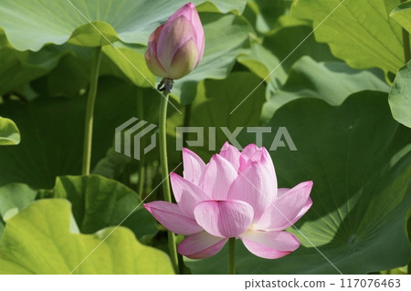 Beautiful pink lotus flowers in full bloom and buds, close-up 117076463