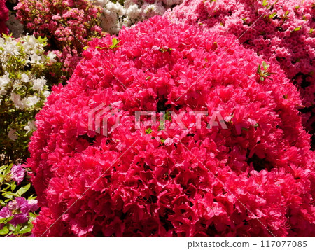 美麗的粉紅色杜鵑花 美麗的粉紅色杜鵑花 117077085