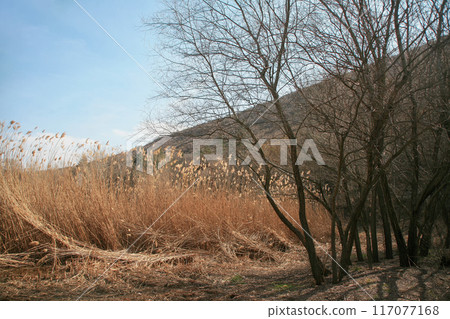 Trees without leaves under the shade, red reeds, grasses, meadows. 117077168
