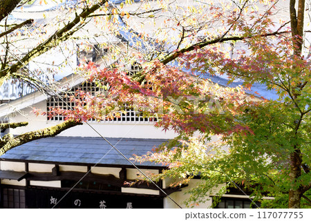 Autumn leaves - Hatajuku 117077755