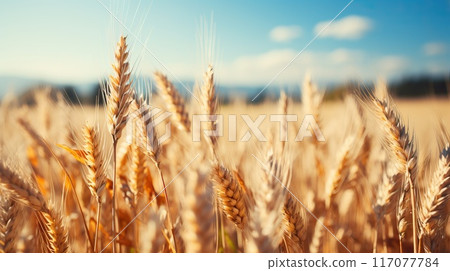 Golden wheat field under a bright blue sky. Ripe ears of wheat sway gently in the summer breeze. 117077784