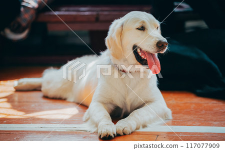 Funny pet labrador dog animal during seasonal activity. beautiful breed dog funny labrador outdoor pedigree pet portrait purebred. 117077909